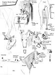 A Horse study I did a While ago. For those that have trouble drawing horses. I was only able to look at Males. Besides, I didn't want to get kicked for touching what I shouldn't.
