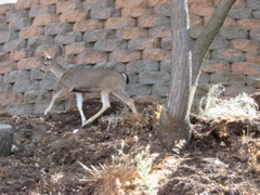 IMG_0538.JPG
