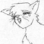 Cat 2